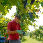 Vendemmia_Galeotti_ColdirettiRE