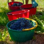 Mastelli_da_vendemmia_ColdirettiRE